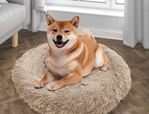 Anti-Anxiety Donut Dog/Cat Bed For Your Fur Babies That Deserve The Best Sleep!